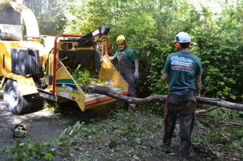 tree services Sloan